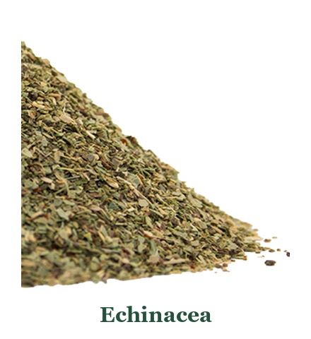Echinacea: von der Pflanze zum Gewürz